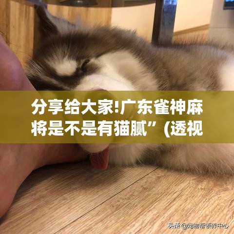 分享给大家!广东雀神麻将是不是有猫腻”(透视)开挂辅助脚本+详细开挂安装教程
