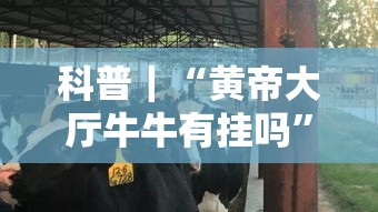 科普｜“黄帝大厅牛牛有挂吗”实测确实有挂